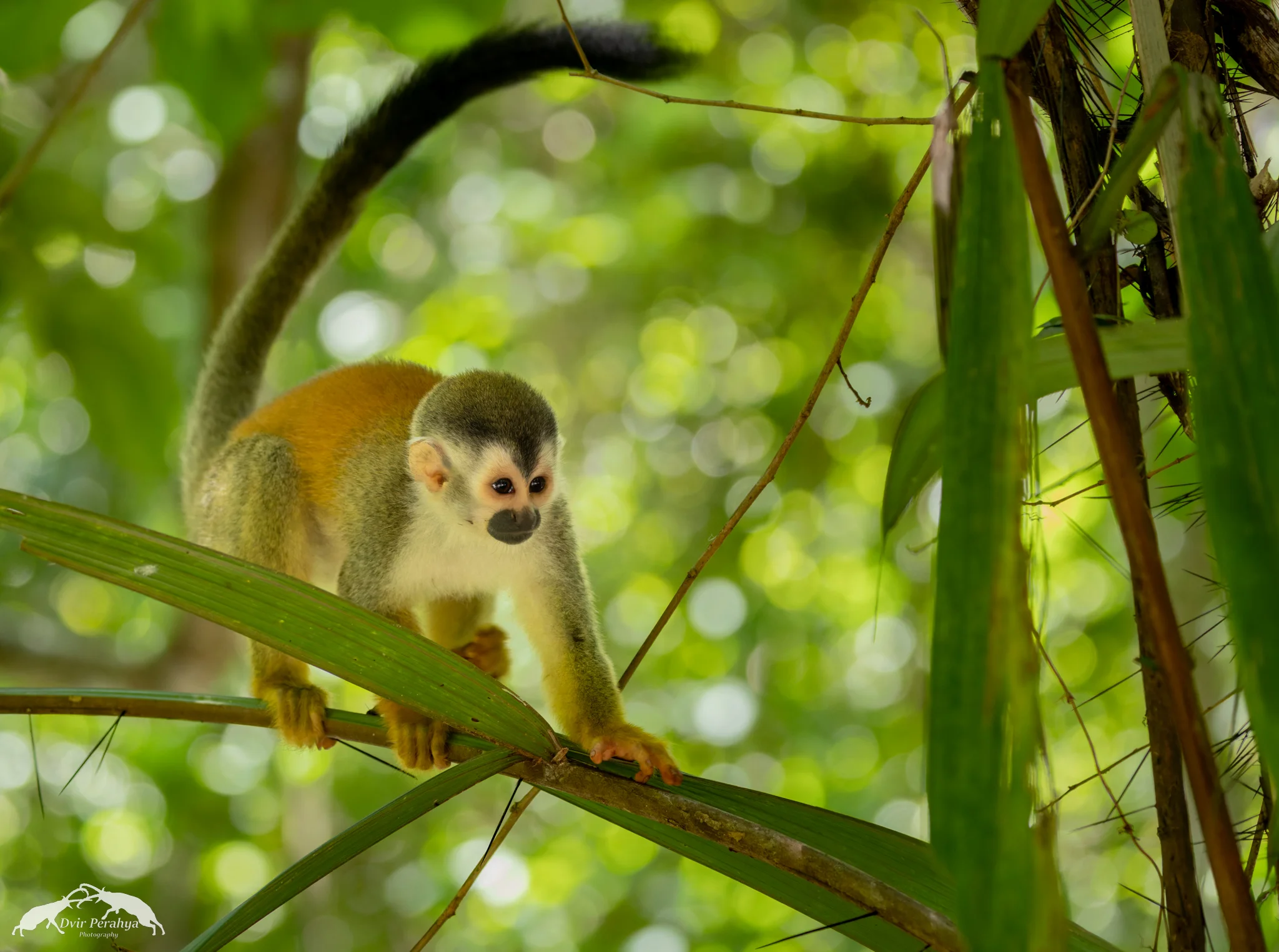 Squirrel monkey, Manuel Antonio